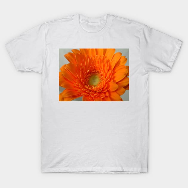 orange gerbera T-Shirt by goldyart